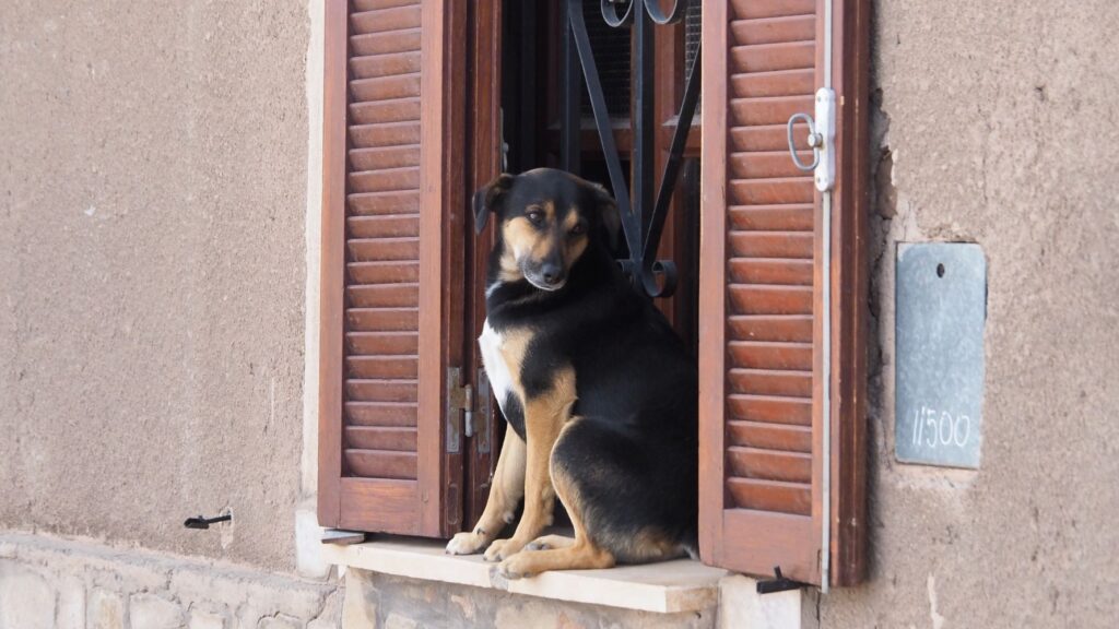 Dog sitting in window Humahuaca Argentina