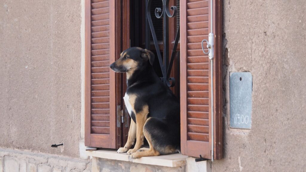 Dog sitting in window Humahuaca Argentina