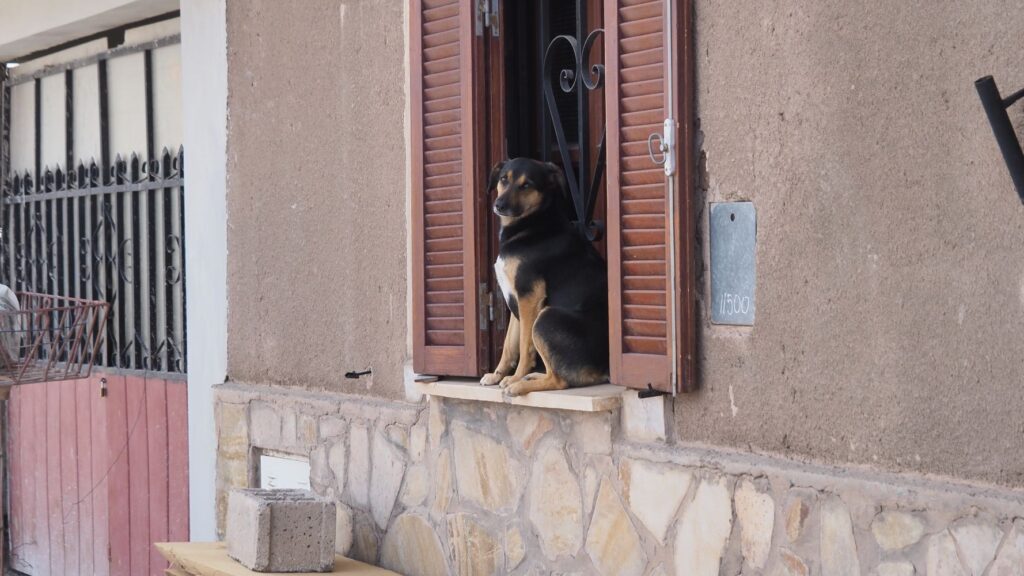 Dog sitting in window Humahuaca Argentina