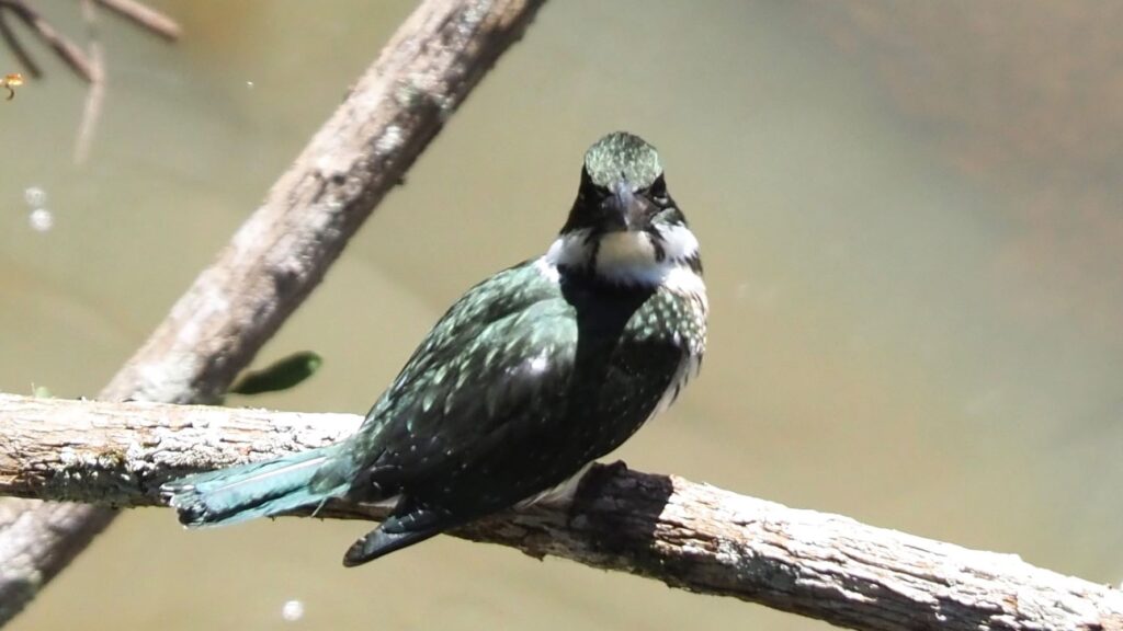 Amazon kingfisher, Chloroceryle amazona on branch over river, Paraguay