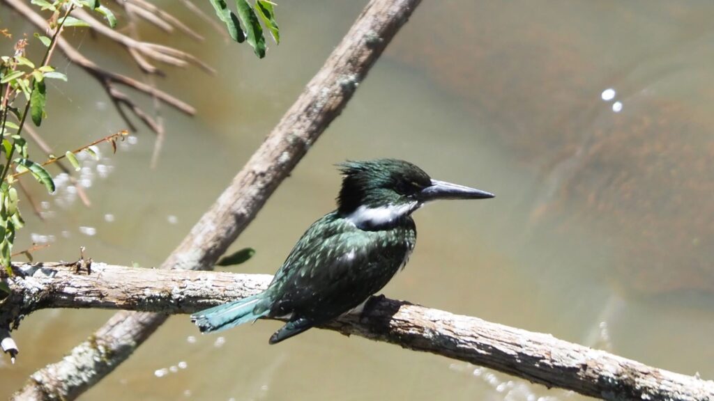 Amazon kingfisher, Chloroceryle amazona on branch over river, Paraguay