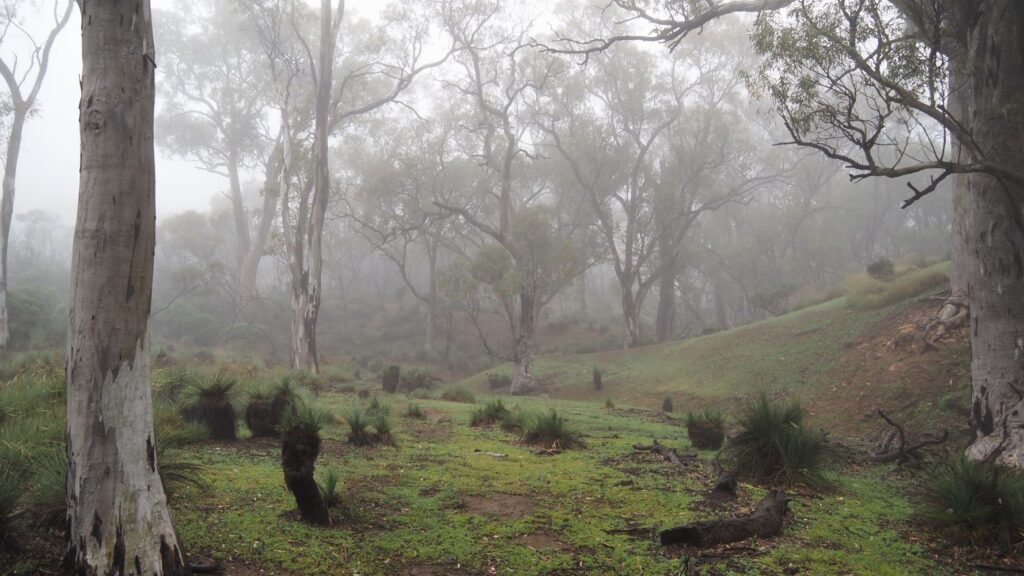 A misty morning at Mount Arden south campsite, Heysen Trail