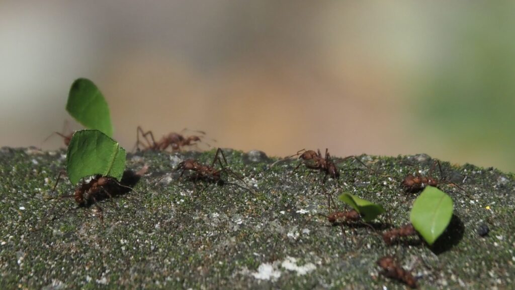 Maybe Hormigas Culonas, large leaf cutter ants, Colombia