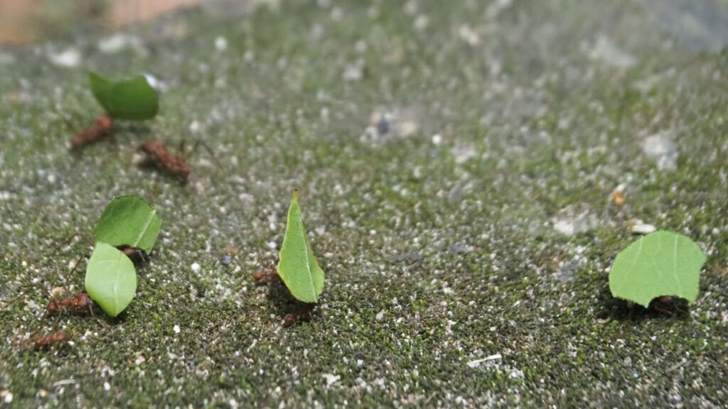 Maybe Hormigas Culonas, large leaf cutter ants, Colombia