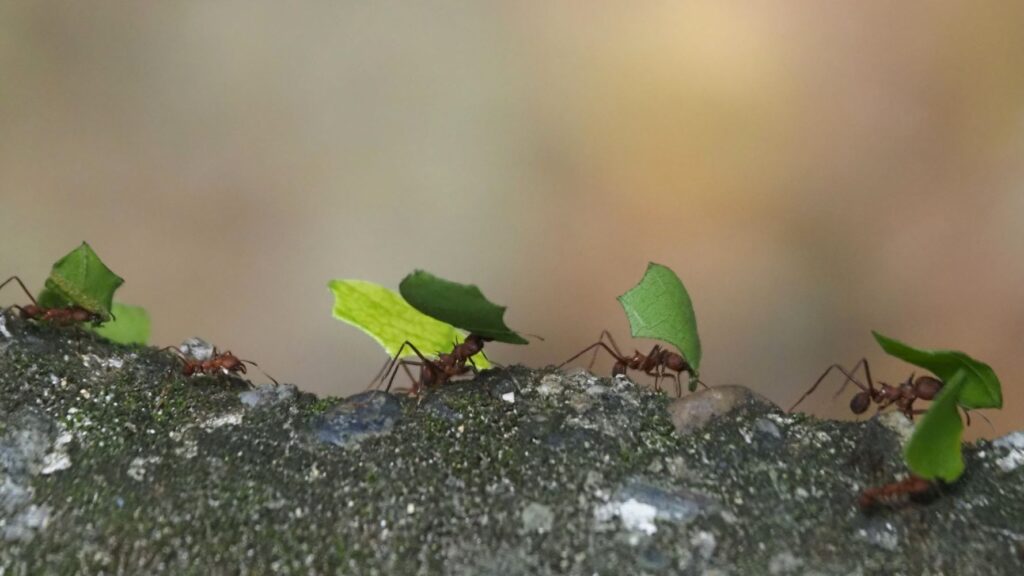 Maybe Hormigas Culonas, large leaf cutter ants, Colombia