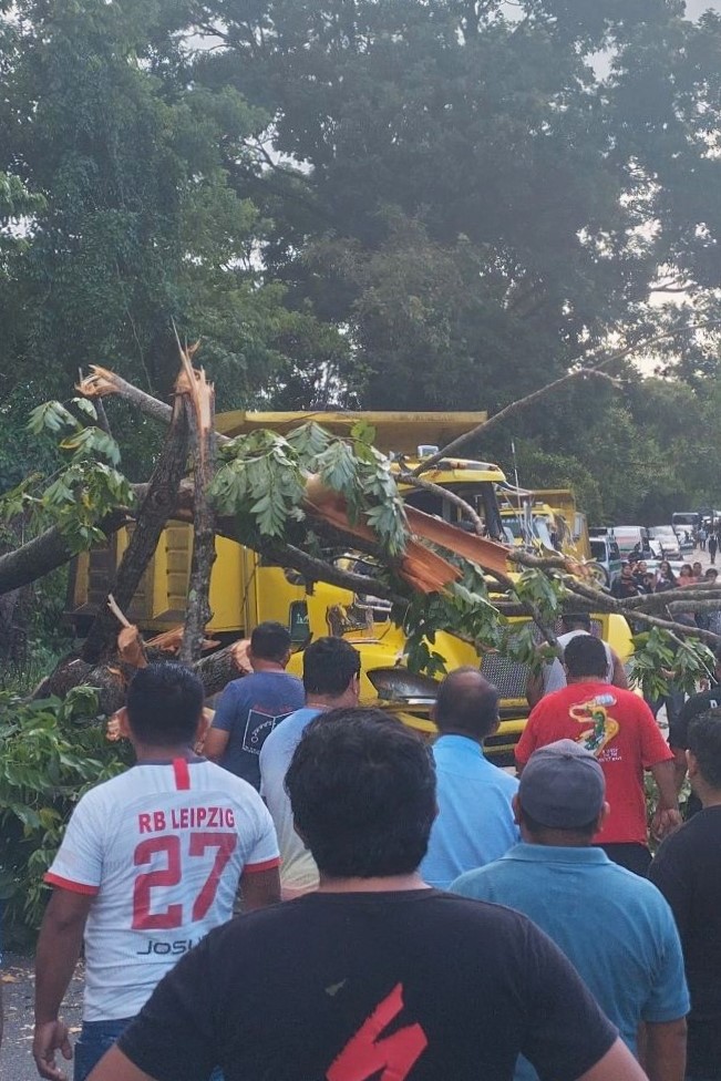 A tree collapsed on a truck in a Mexico thunderstorm