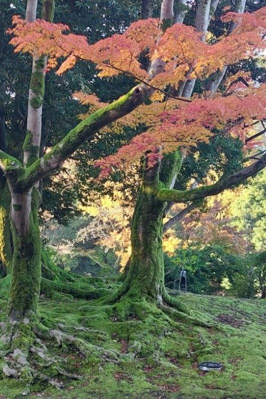 Colourful autumn leaves in Takaoka Old Castle Park, Japan