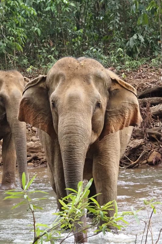 Saen Monourom, Cambodia Community Elephants