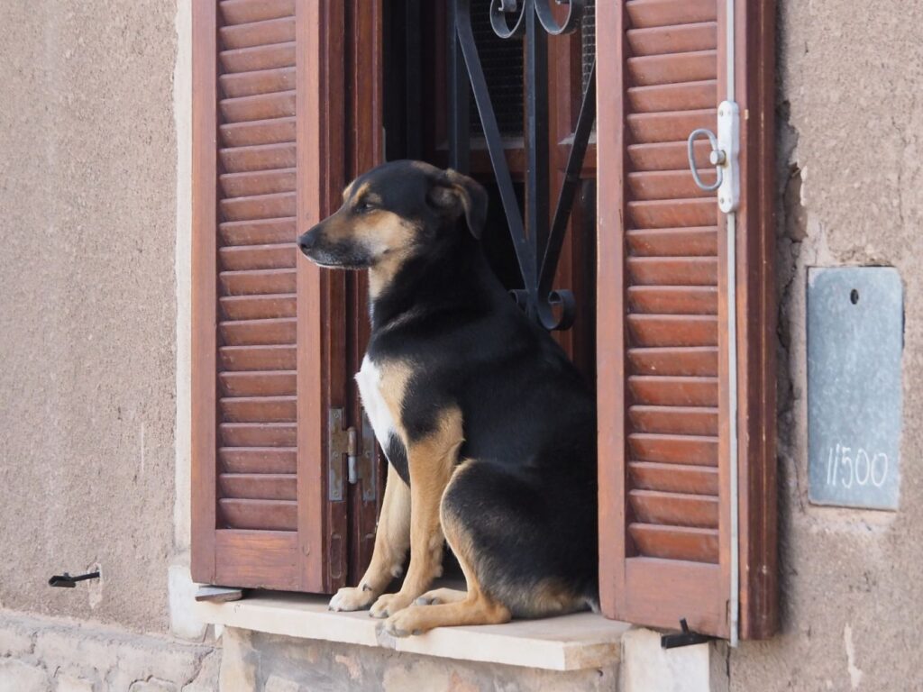 A dog sits in a window and keeps watch, Antofagasta Humahuaca, Argentina
